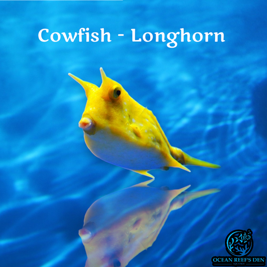 Cowfish - Longhorn