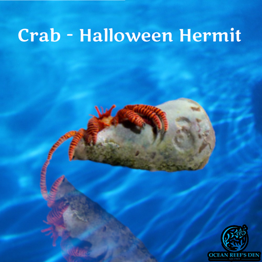 Crab - Halloween Hermit