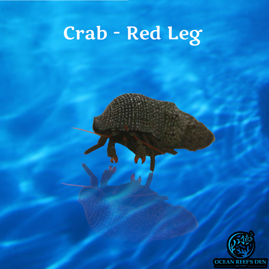 Crab - Red Leg (buy 20 get 5 free)
