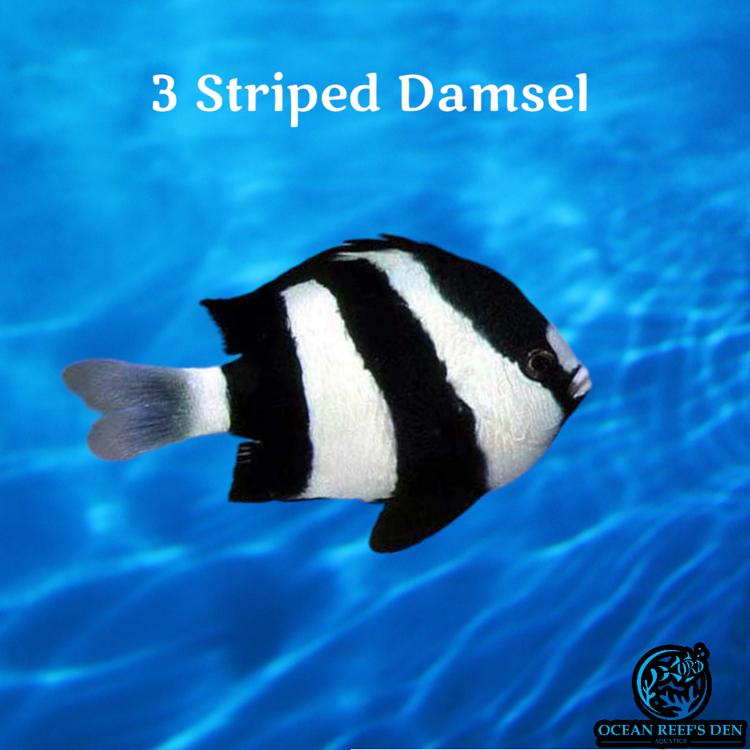Damsel - 3 Striped