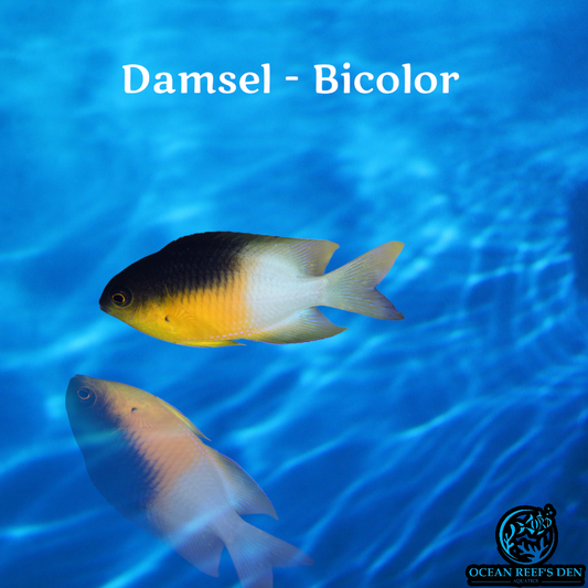 Damsel - Bicolor