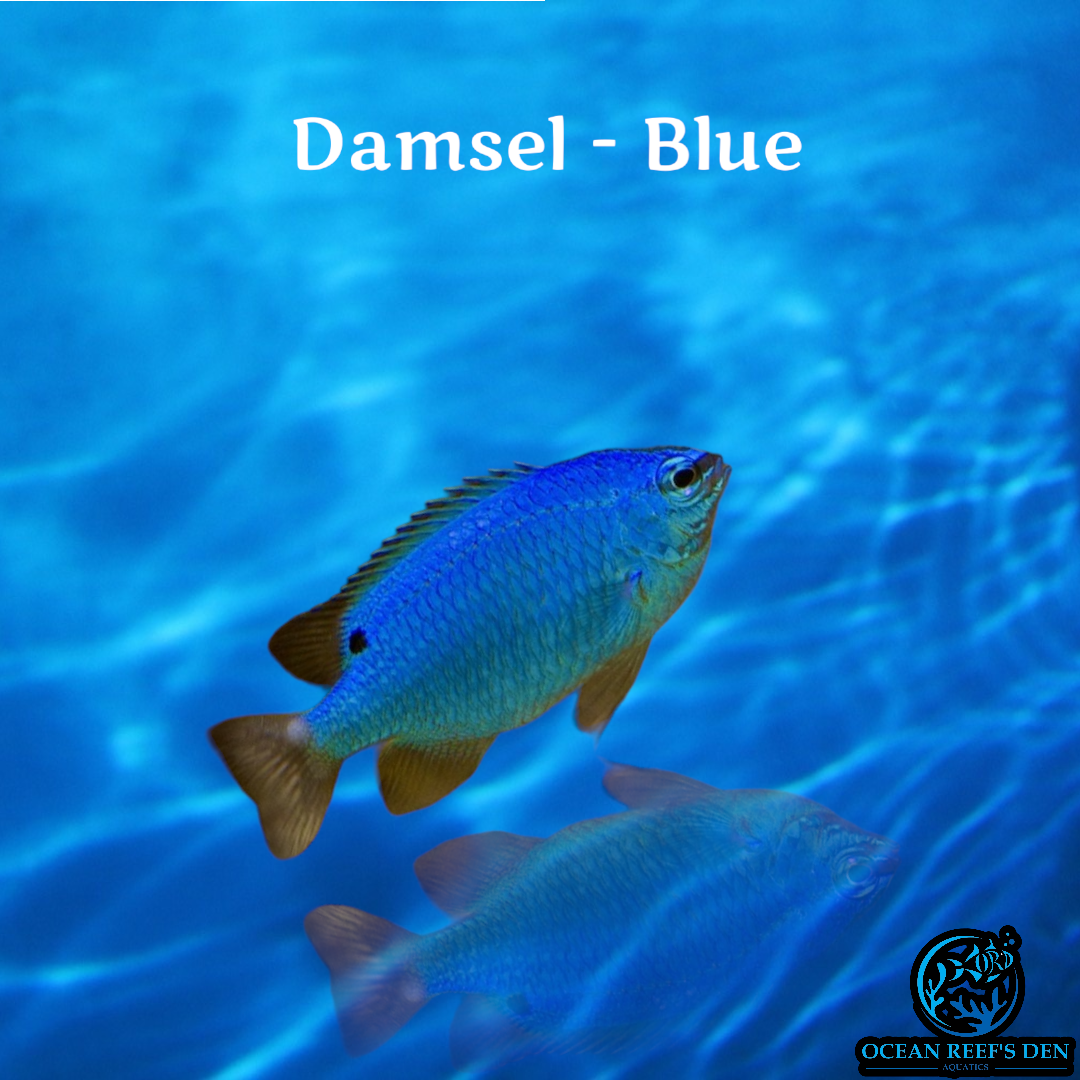 Damsel - Blue