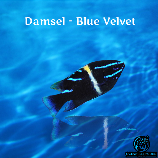 Damsel - Blue Velvet