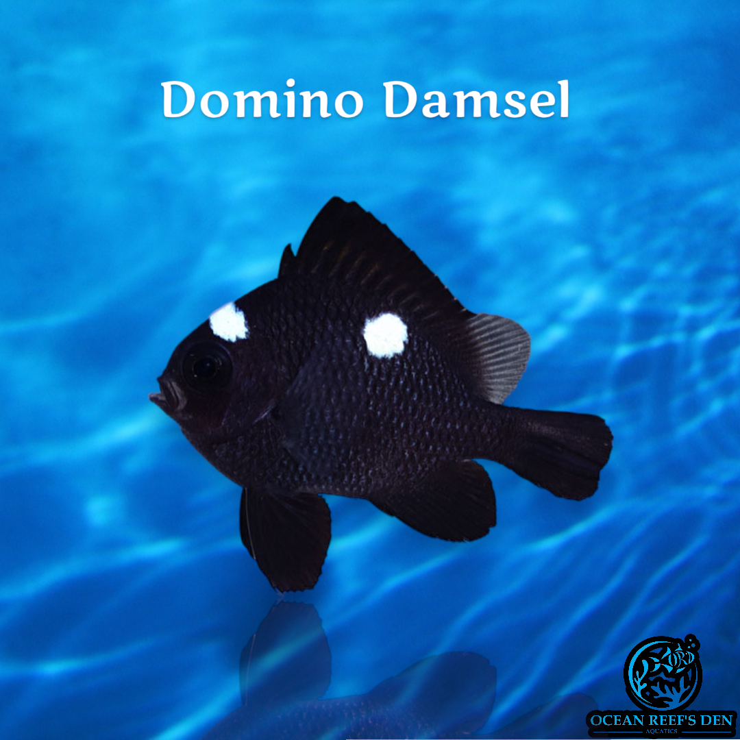 Damsel - Domino