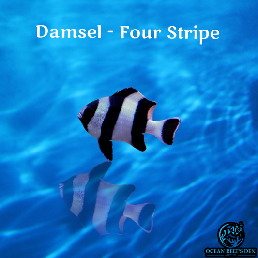 Damsel - Four Stripe