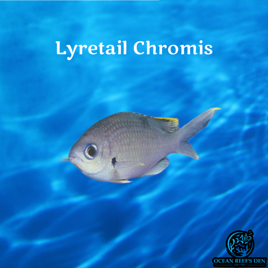 Chromis - Lyretail