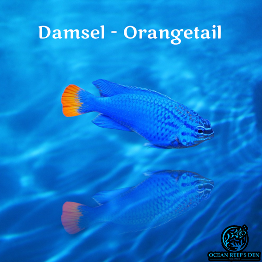 Damsel - Orangetail