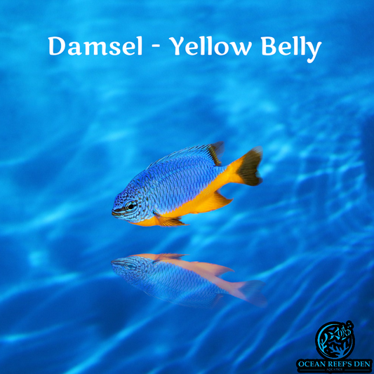 Damsel - Yellow Belly