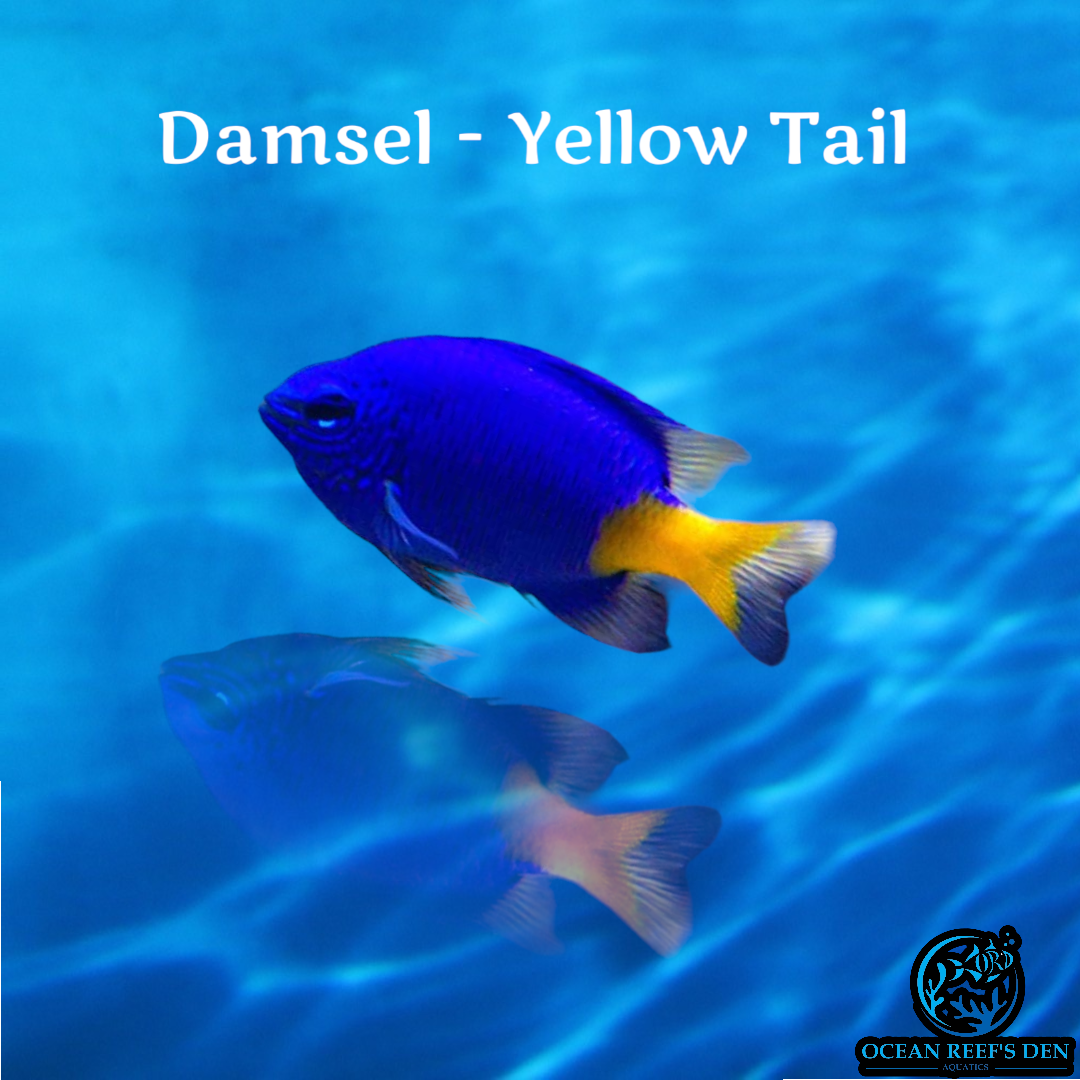 Damsel - Yellow Tail