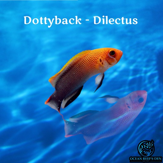 Dottyback - Dilectus