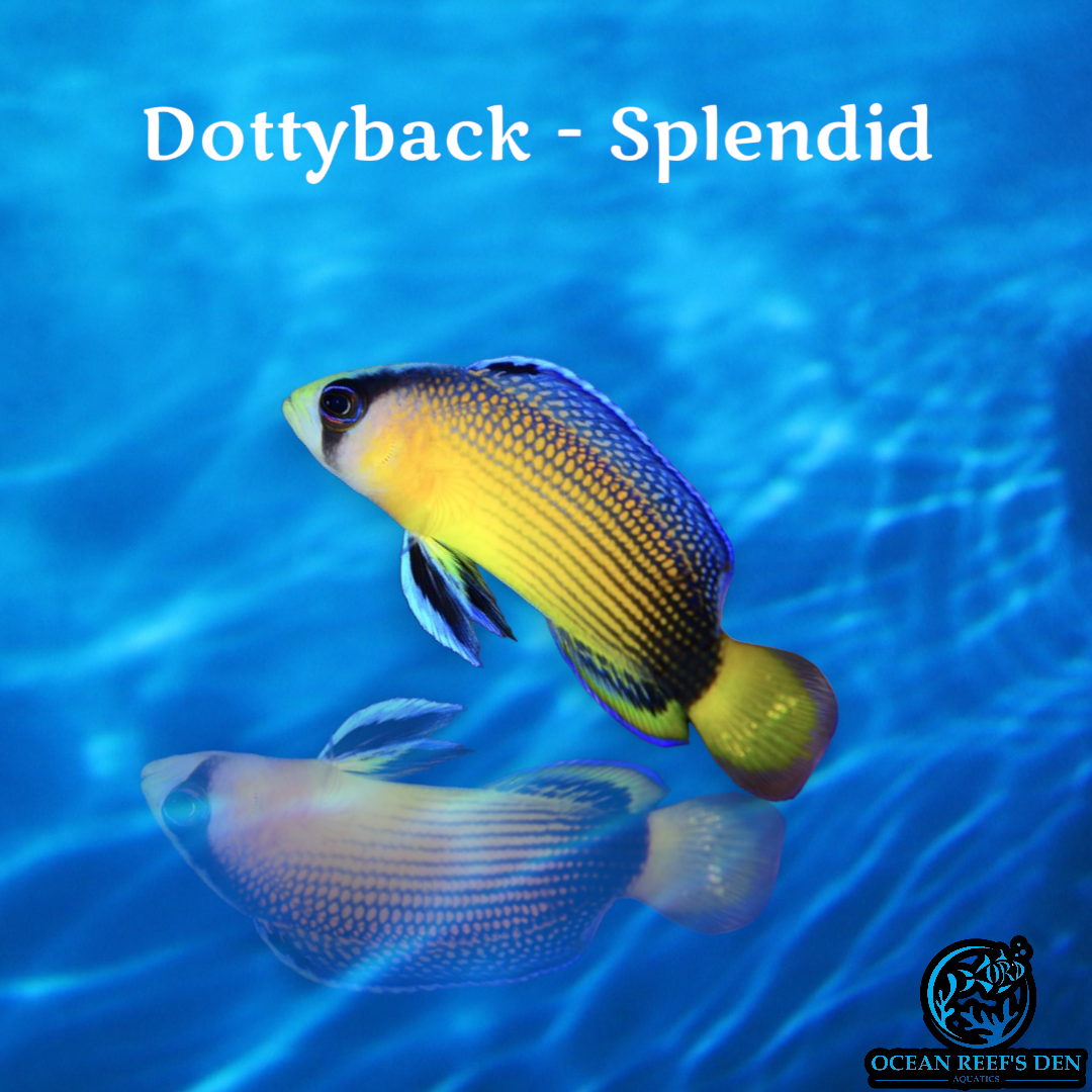 Dottyback - Splendid