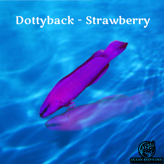Dottyback - Strawberry