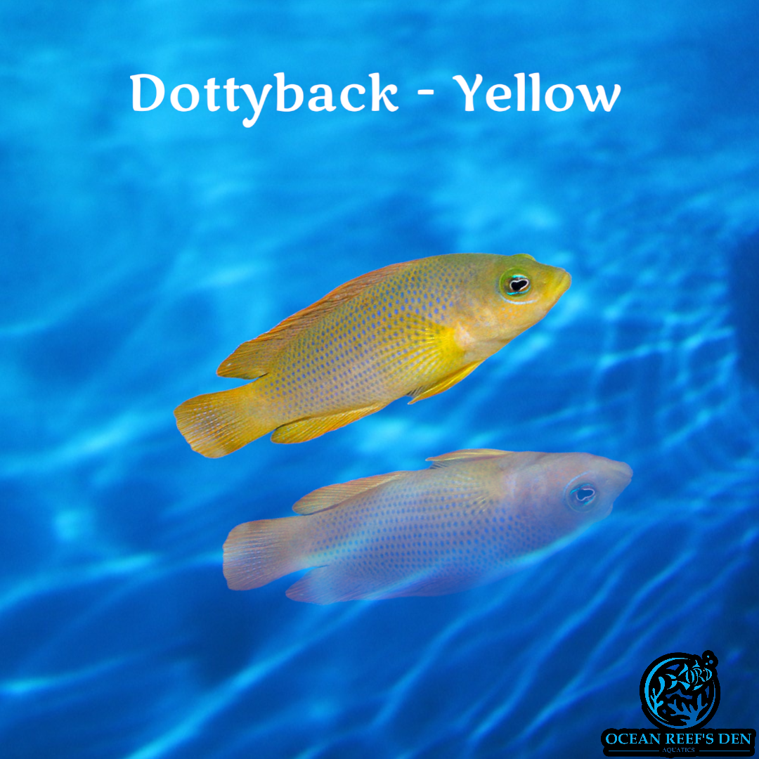 Dottyback - Yellow
