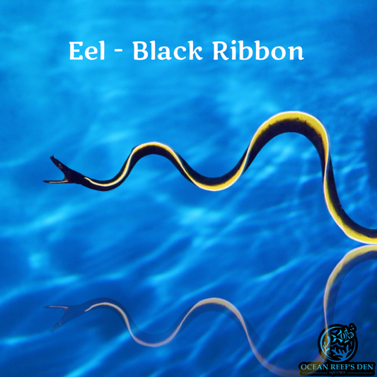 Eel - Black Ribbon
