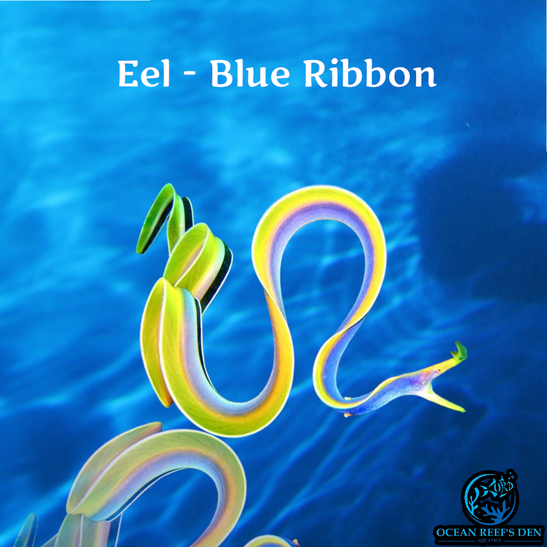 Eel - Blue Ribbon
