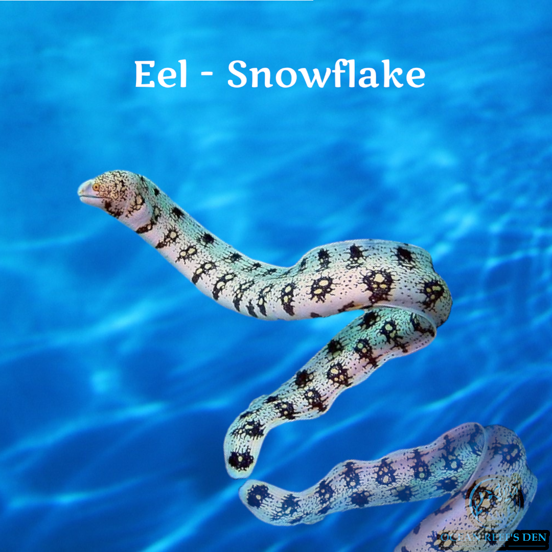 Eel - Snowflake