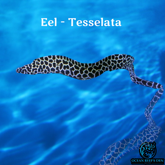 Eel - Tesselata