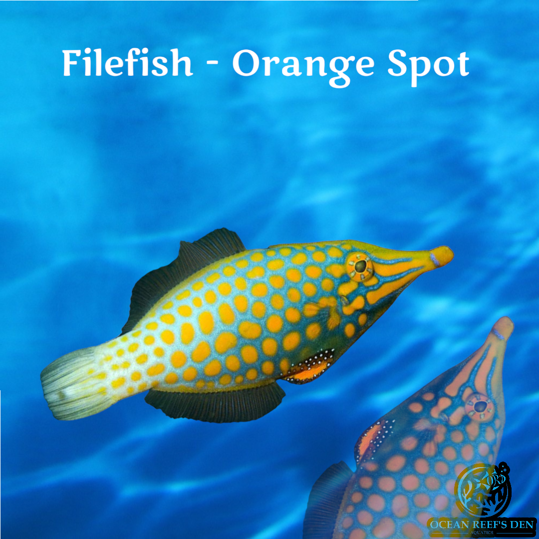 Filefish - Orange Spot