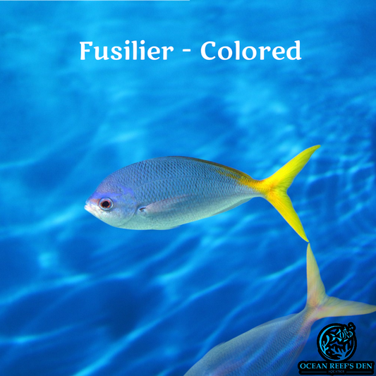 Fusilier - Assorted Color