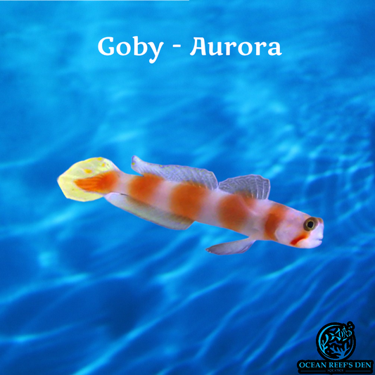 Goby - Aurora