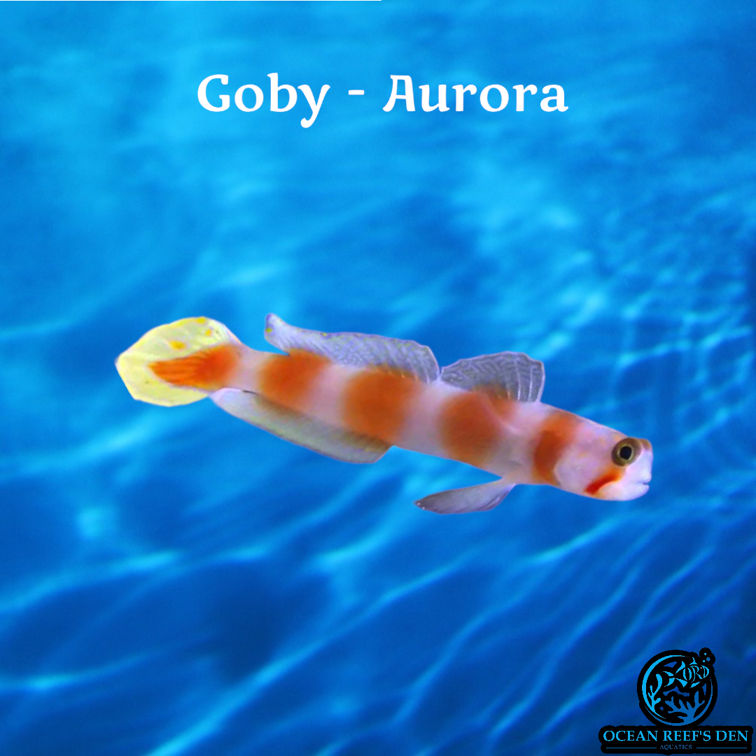 Goby - Aurora – Ocean Reef's Den Aquatics / ORD Aquatics