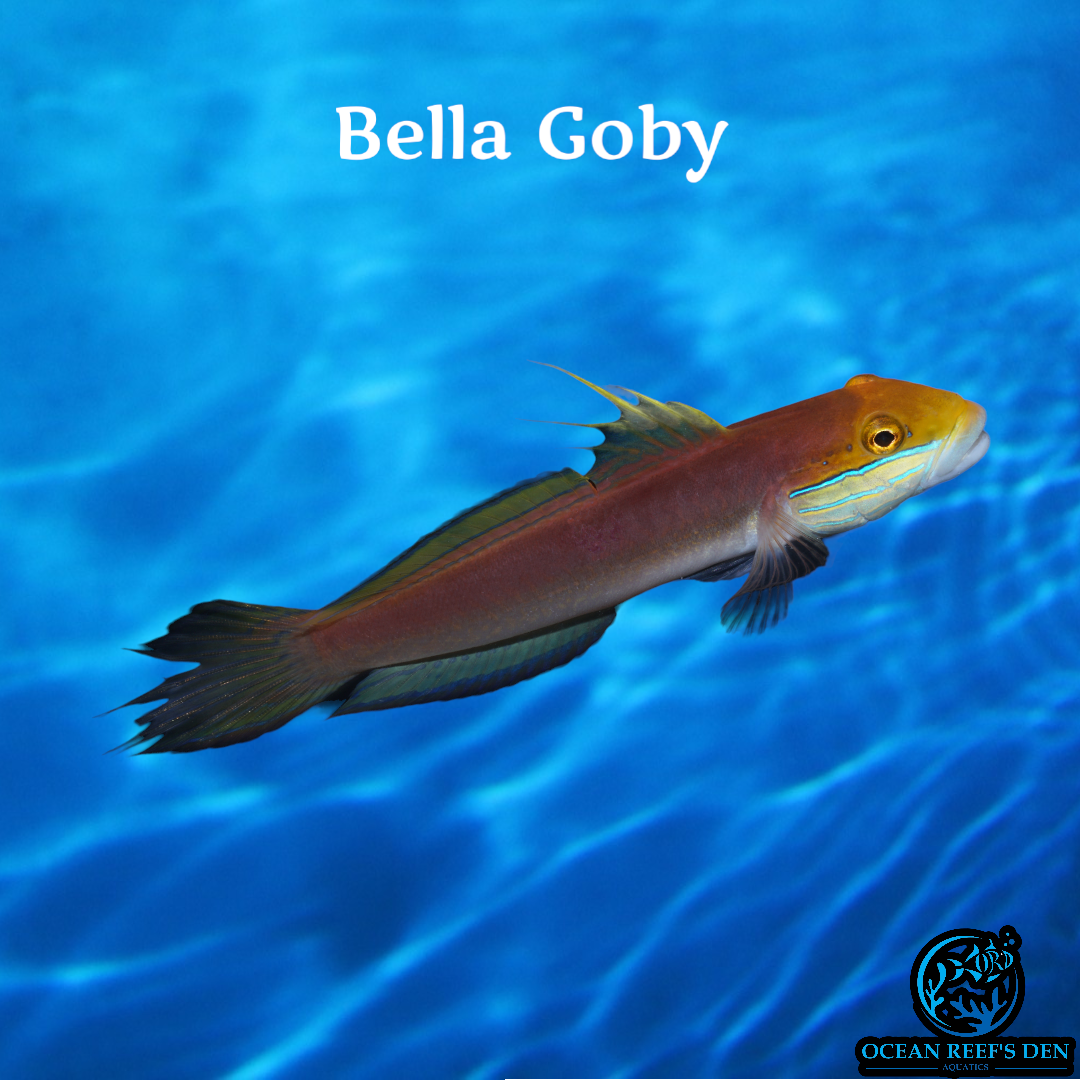 Goby - Bella