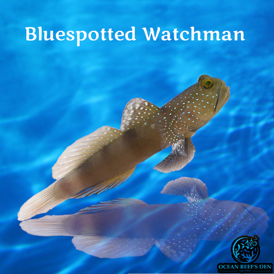 Blenny - Bluespotted Watchman