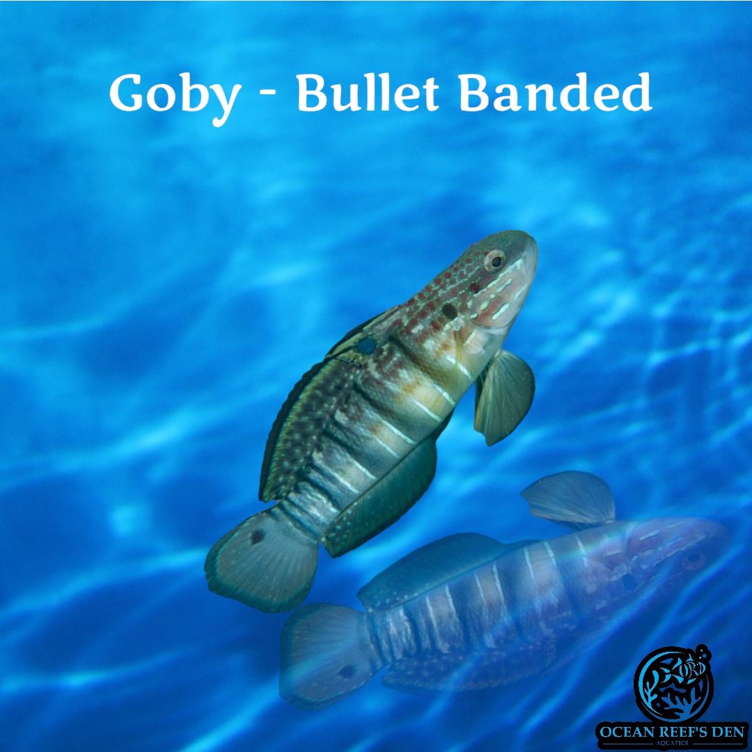 Goby - Bullethead Banded