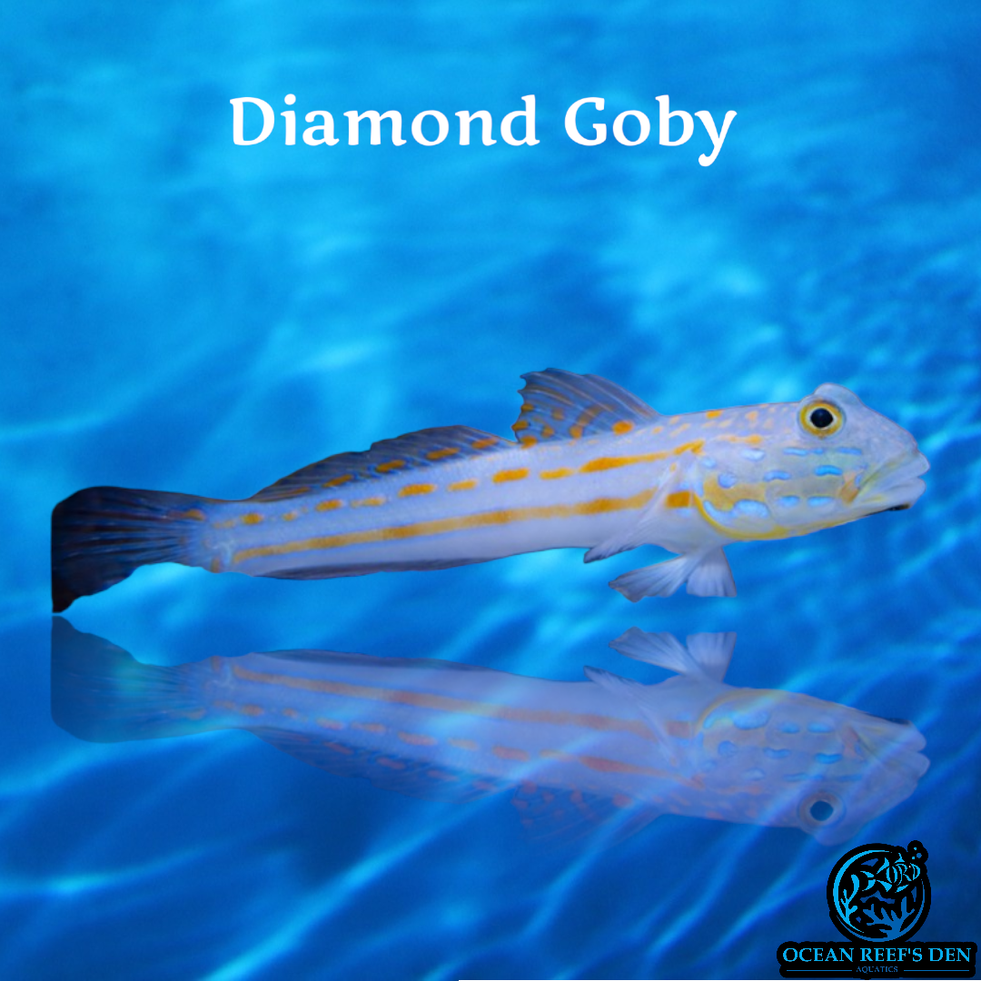 Goby - Diamond