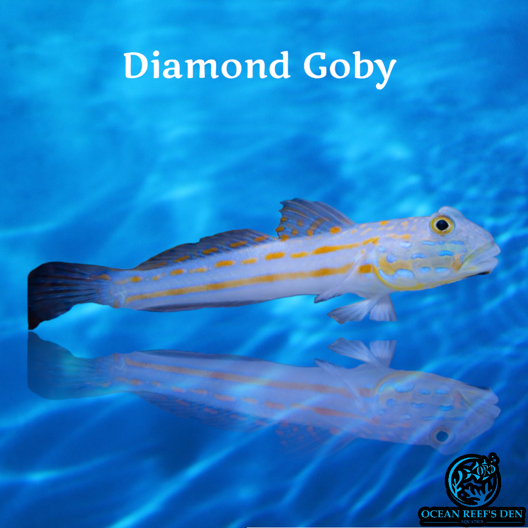 Goby - Diamond – Ocean Reef's Den Aquatics / ORD Aquatics