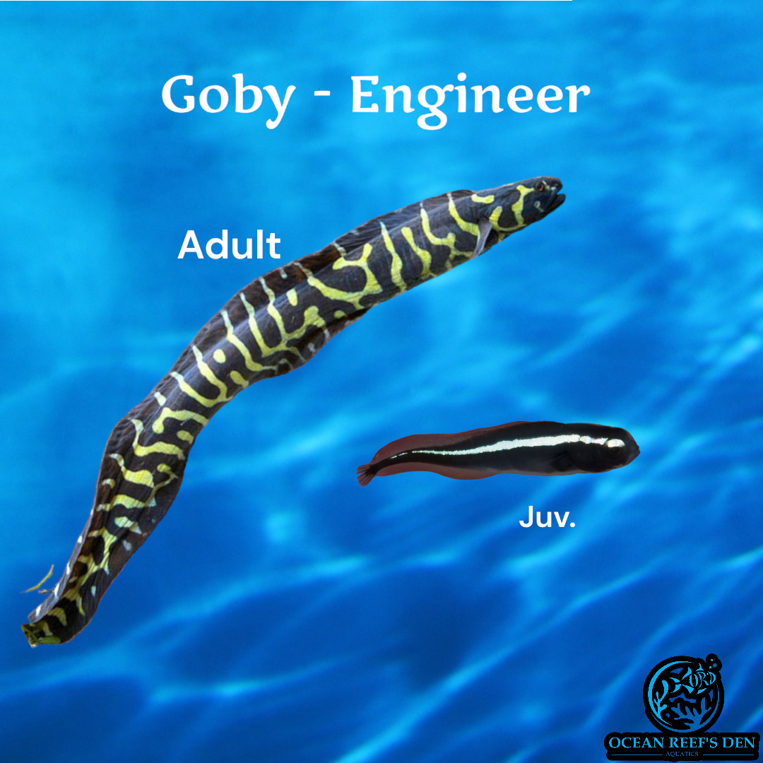 Goby - Engineer - Juv – Ocean Reef's Den Aquatics / ORD Aquatics