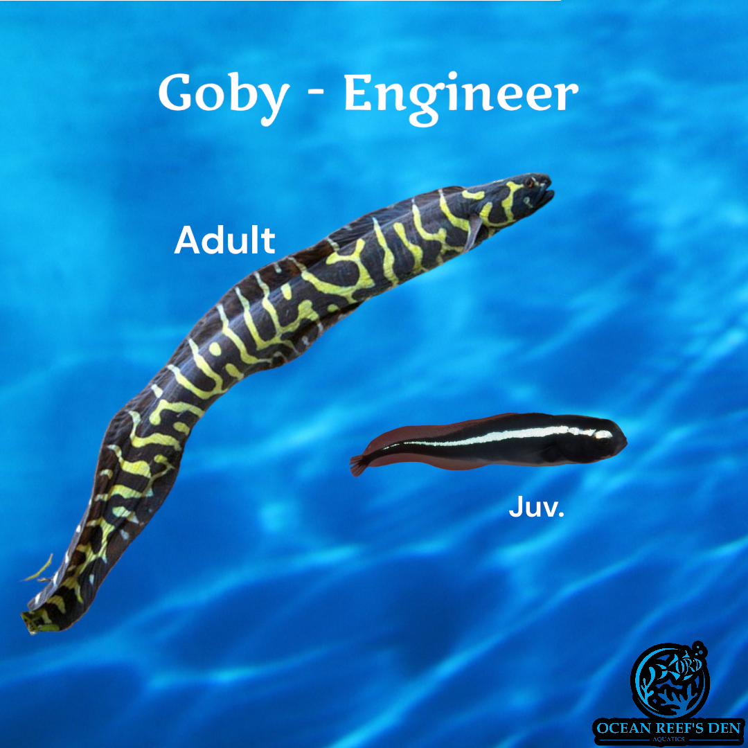 Goby - Engineer - Juv