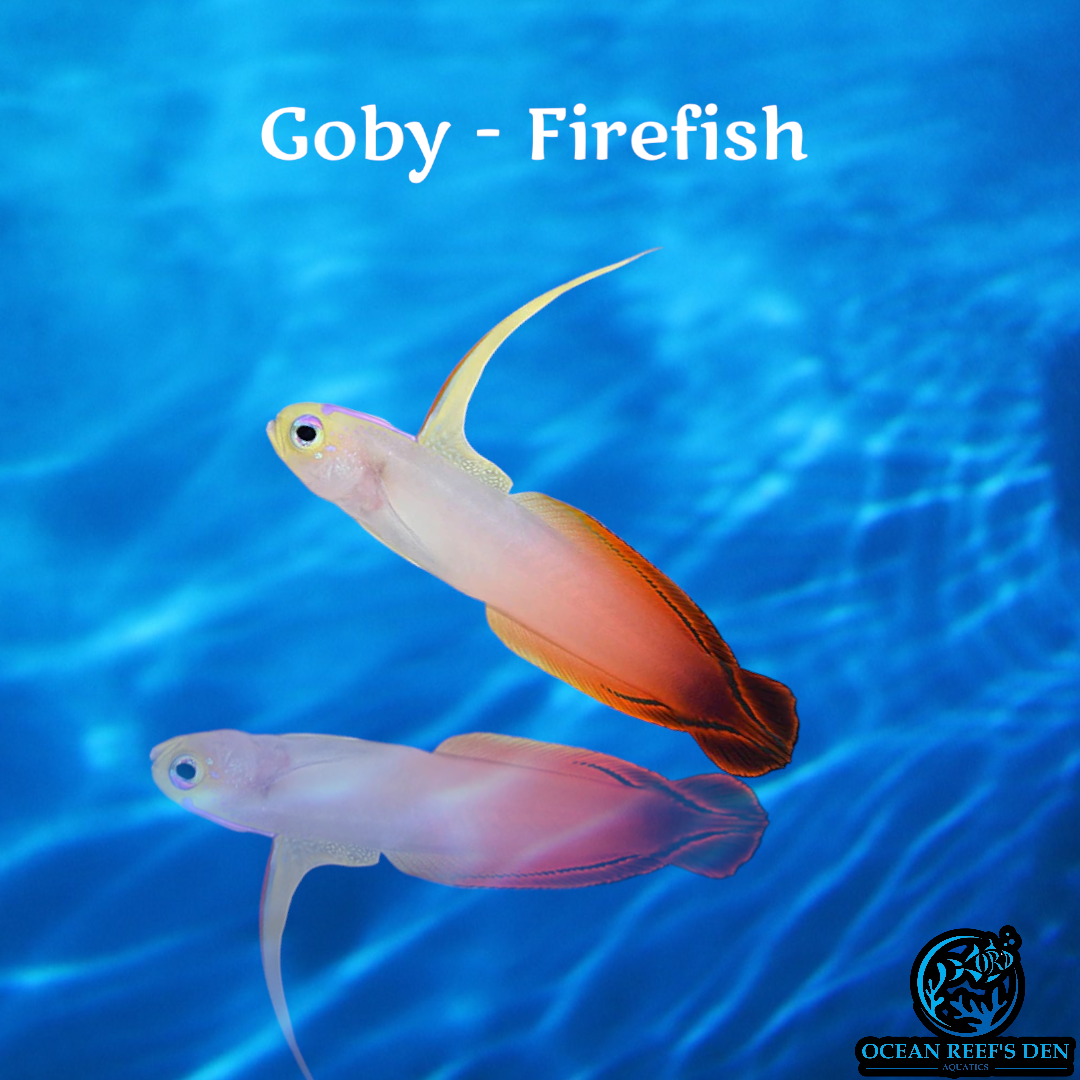 Fireish Goby - Firefish – Ocean Reef's Den Aquatics / ORD Aquatics