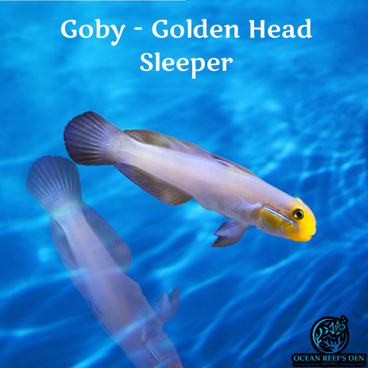 Goby - Golden Head Sleeper