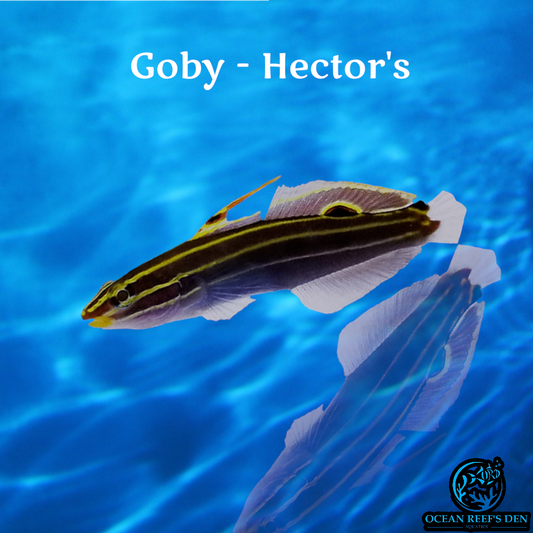 Goby - Hector's