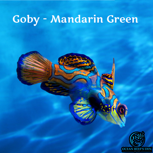 Goby - Mandarin Green