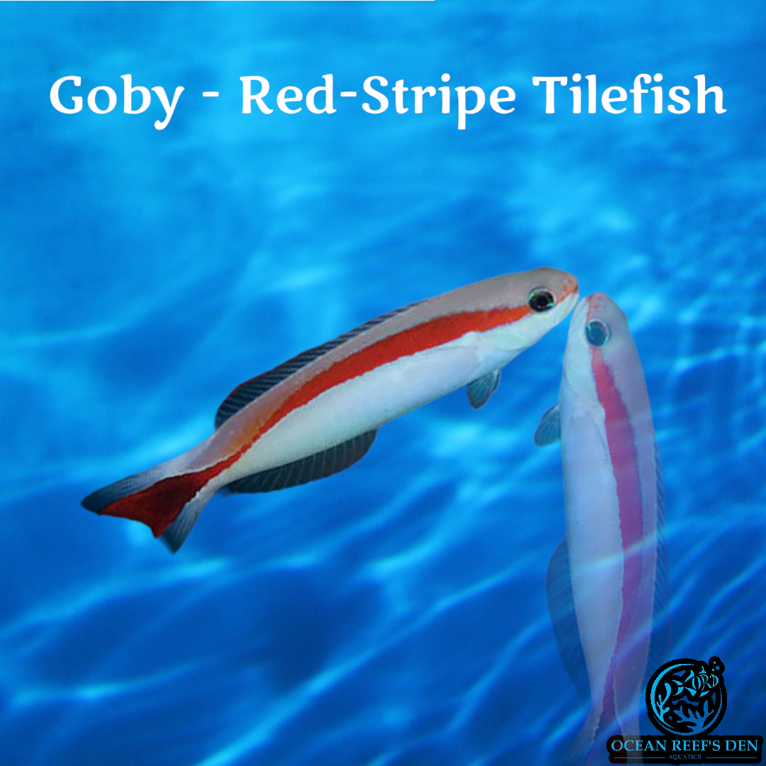Goby - Red-Stripe Tile