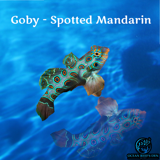 Goby - Spotted Mandarin