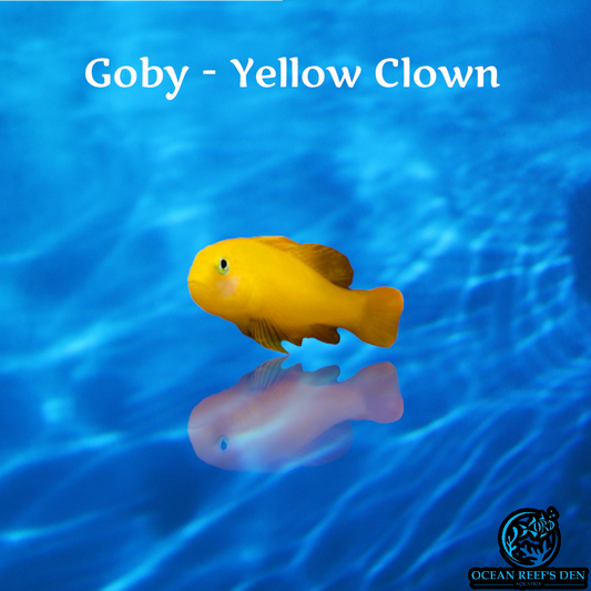Goby - Yellow Clown