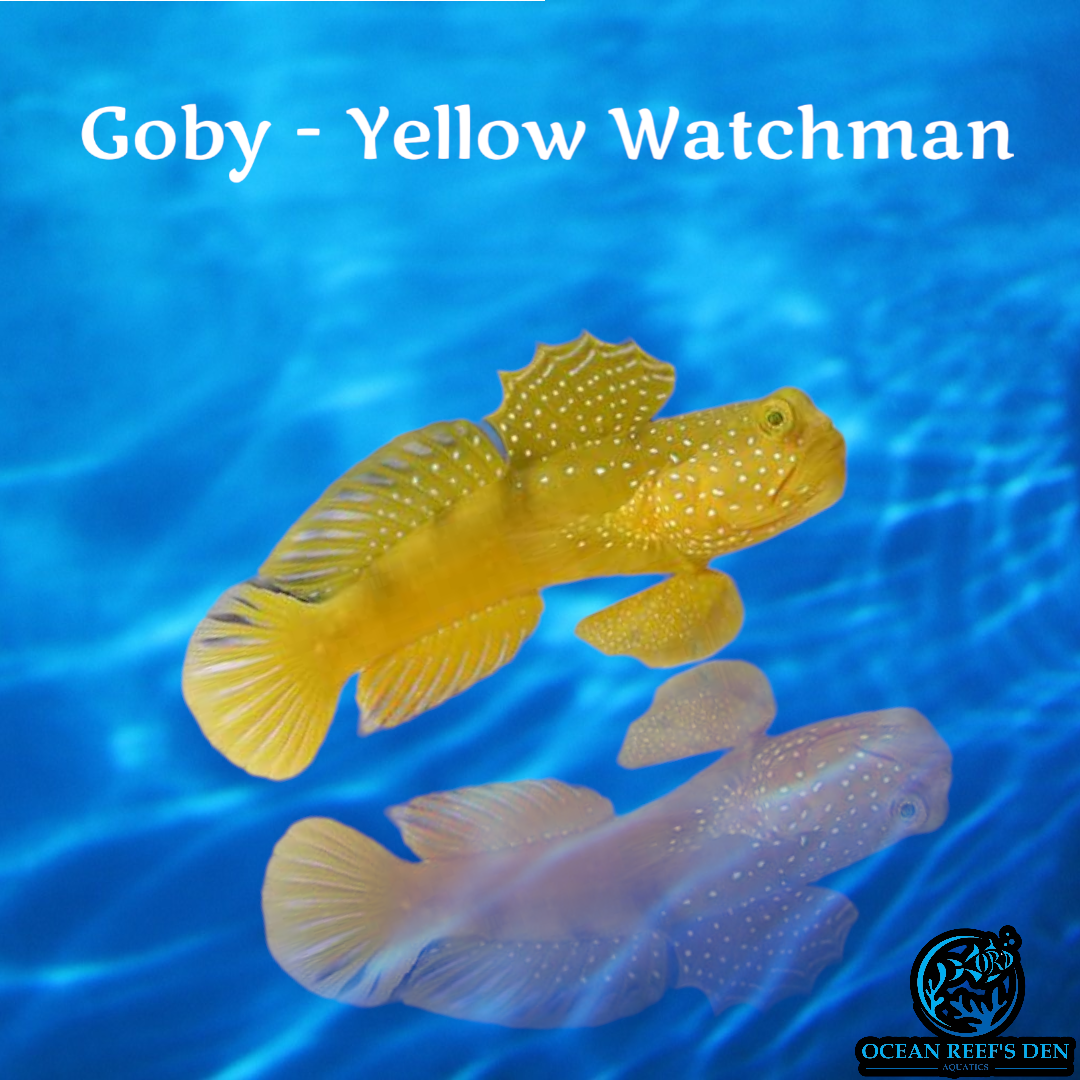 Goby - Yellow Watchman