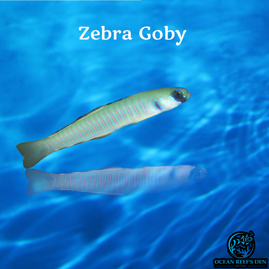 Dartfish - Zebra Barred