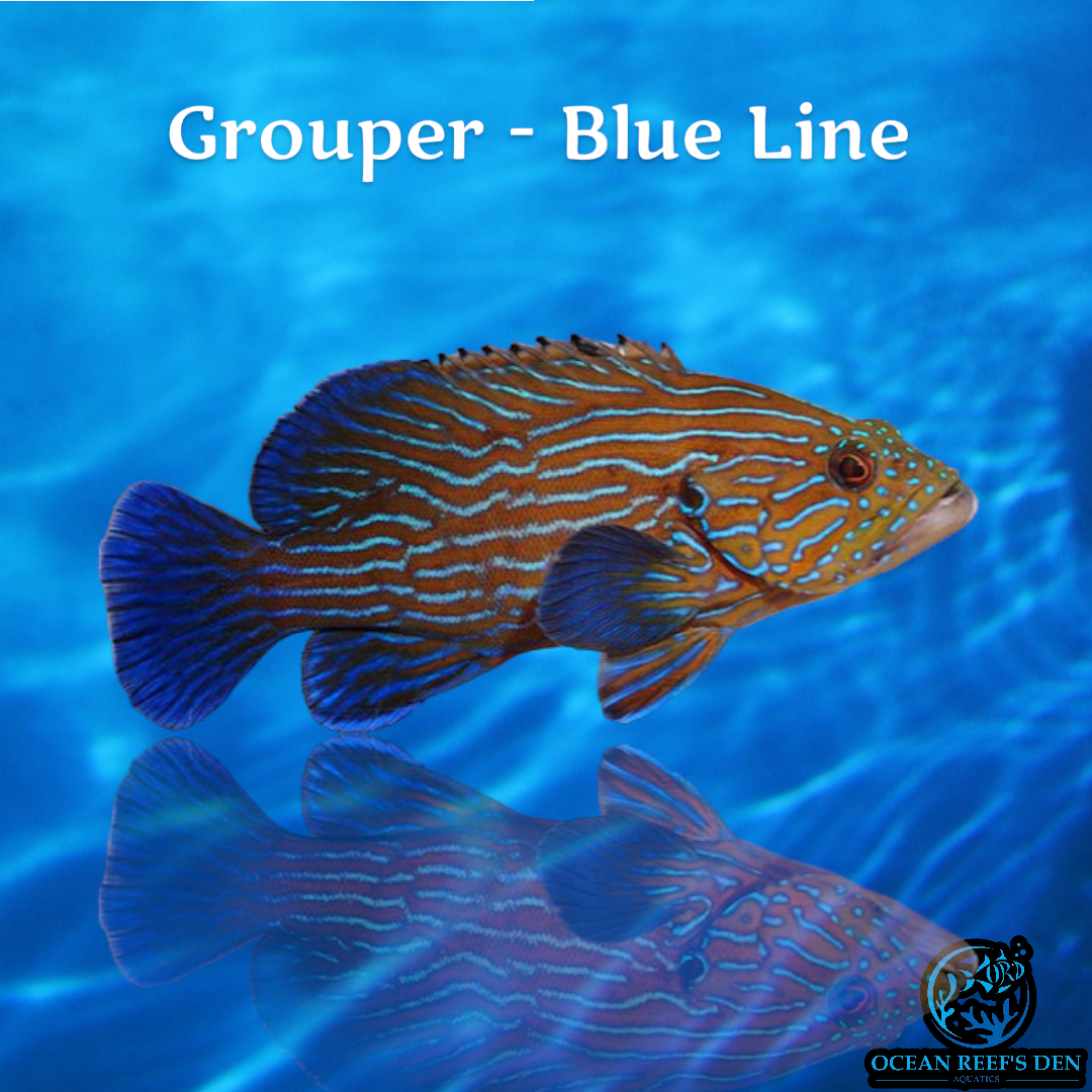 Grouper - Blue Line