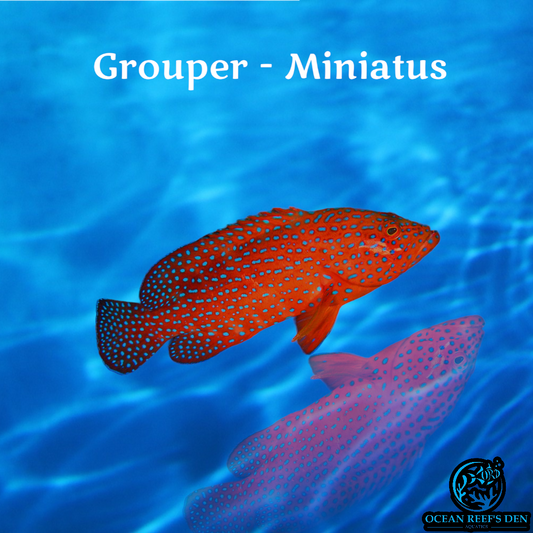 Grouper - Miniatus