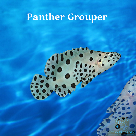 Grouper - Panther
