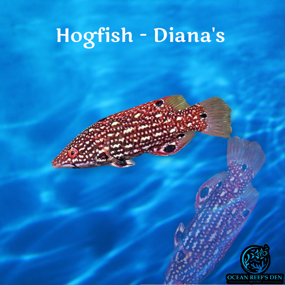 Hogfish - Diana's