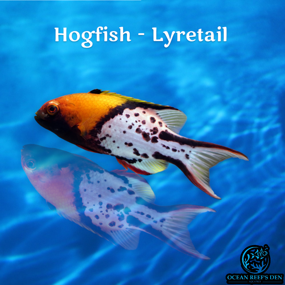 Hogfish - Lyretail