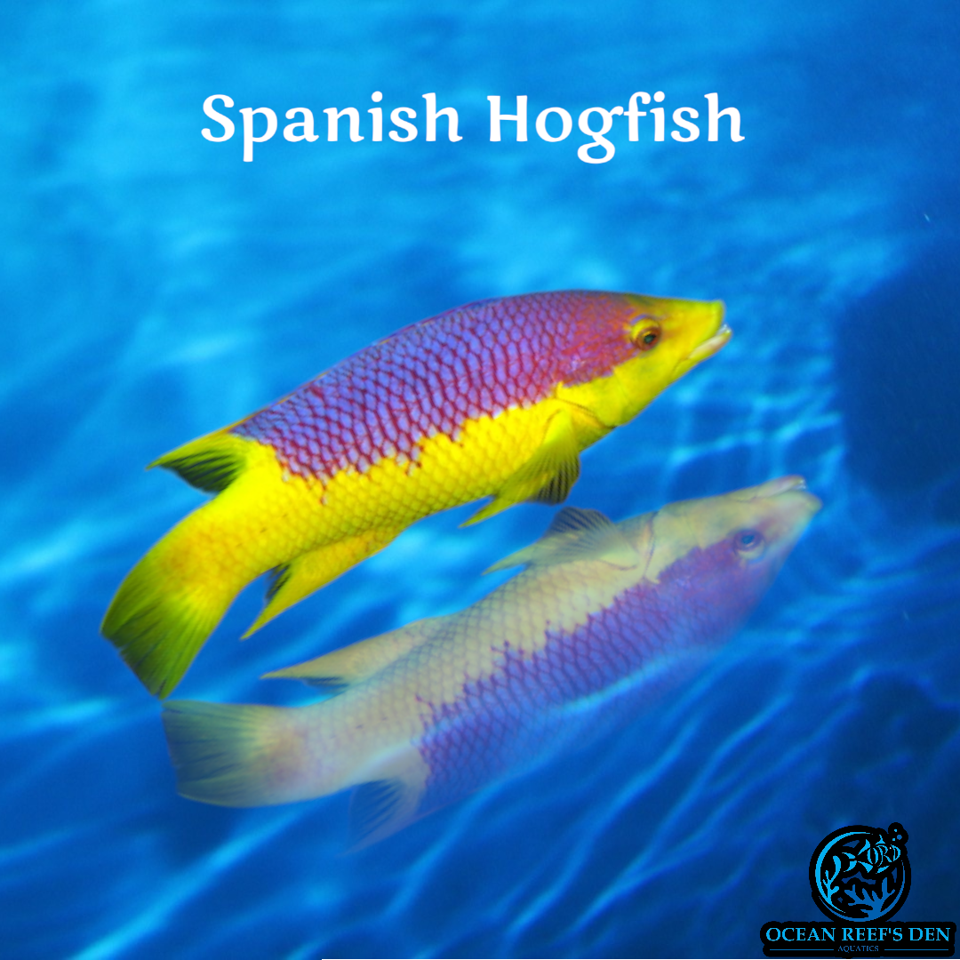 Hogfish - Spanish