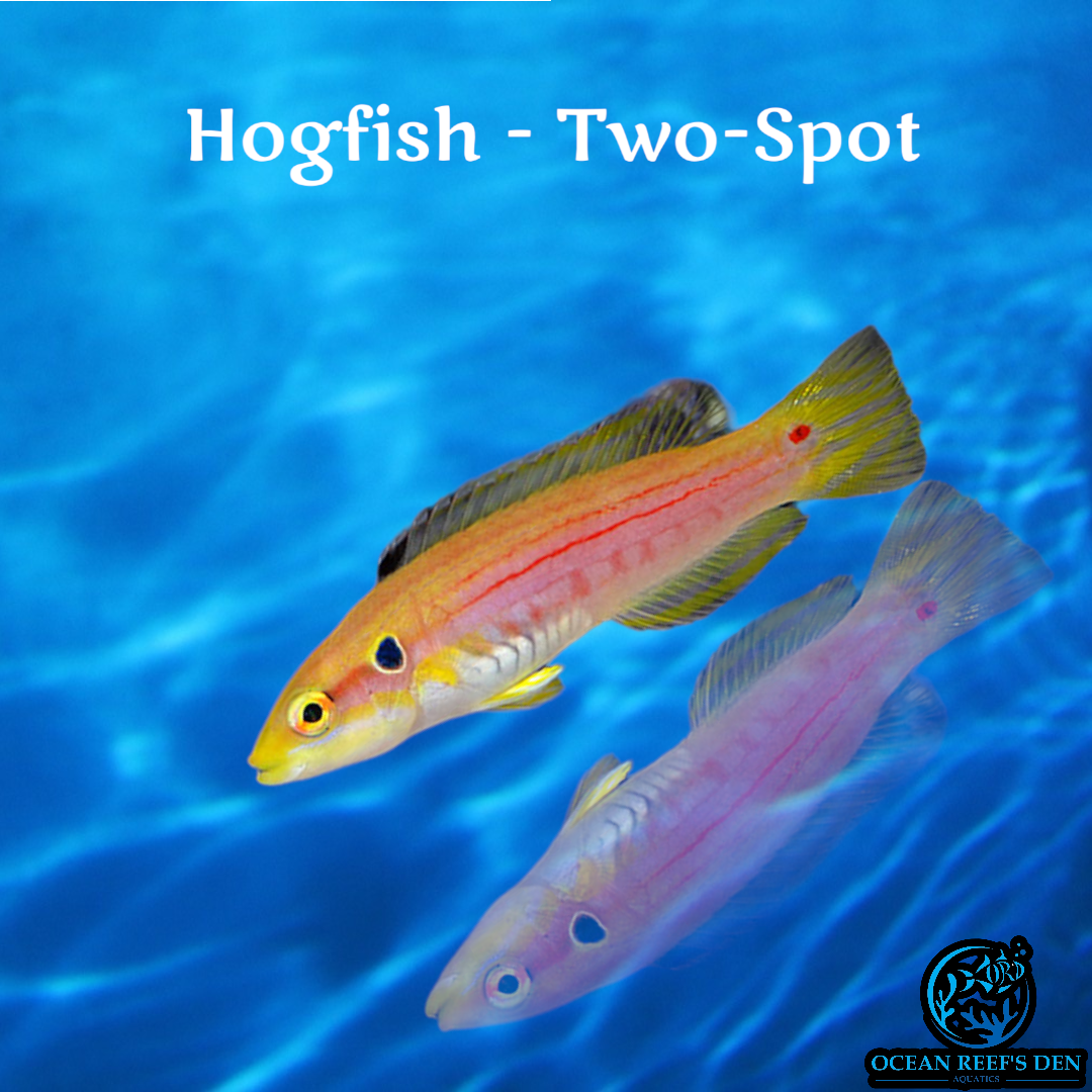 Hogfish - Two-Spot