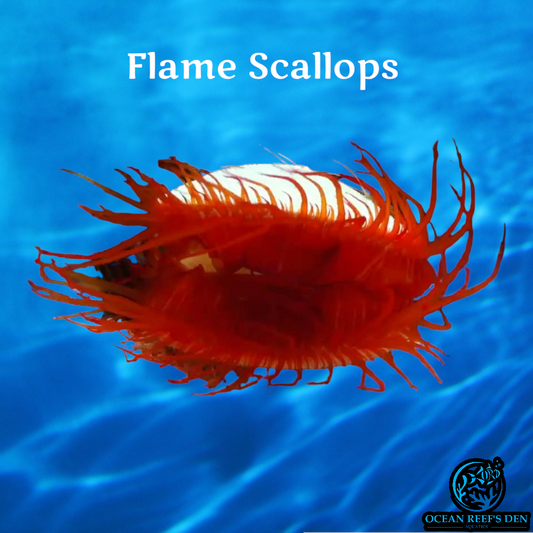 Misc Inverts - Flame Scallops