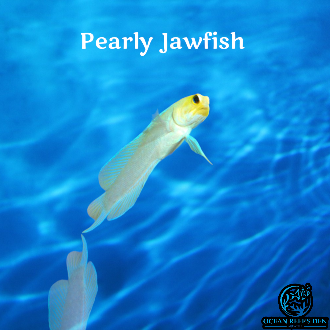 Jawfish - Pearly